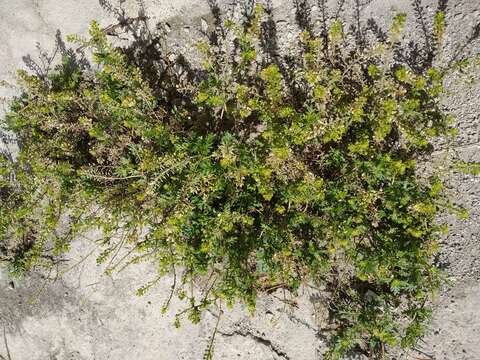 Image of Lepidium bipinnatifidum Desv.