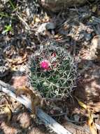 Imagem de Mammillaria polythele Mart.