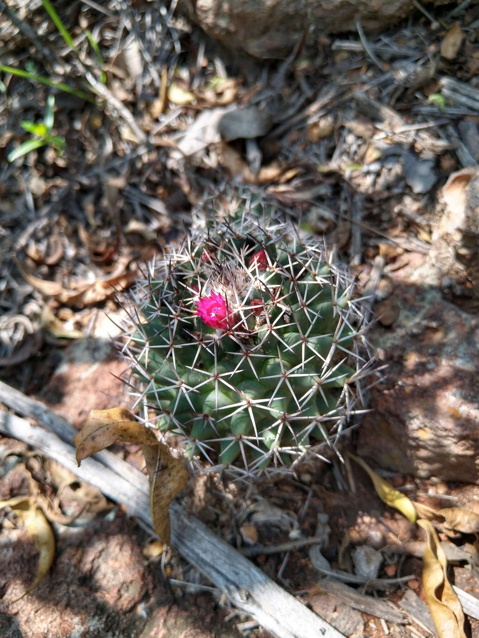 Imagem de Mammillaria polythele Mart.