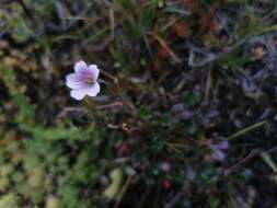 Geranium santanderiense R. Knuth resmi