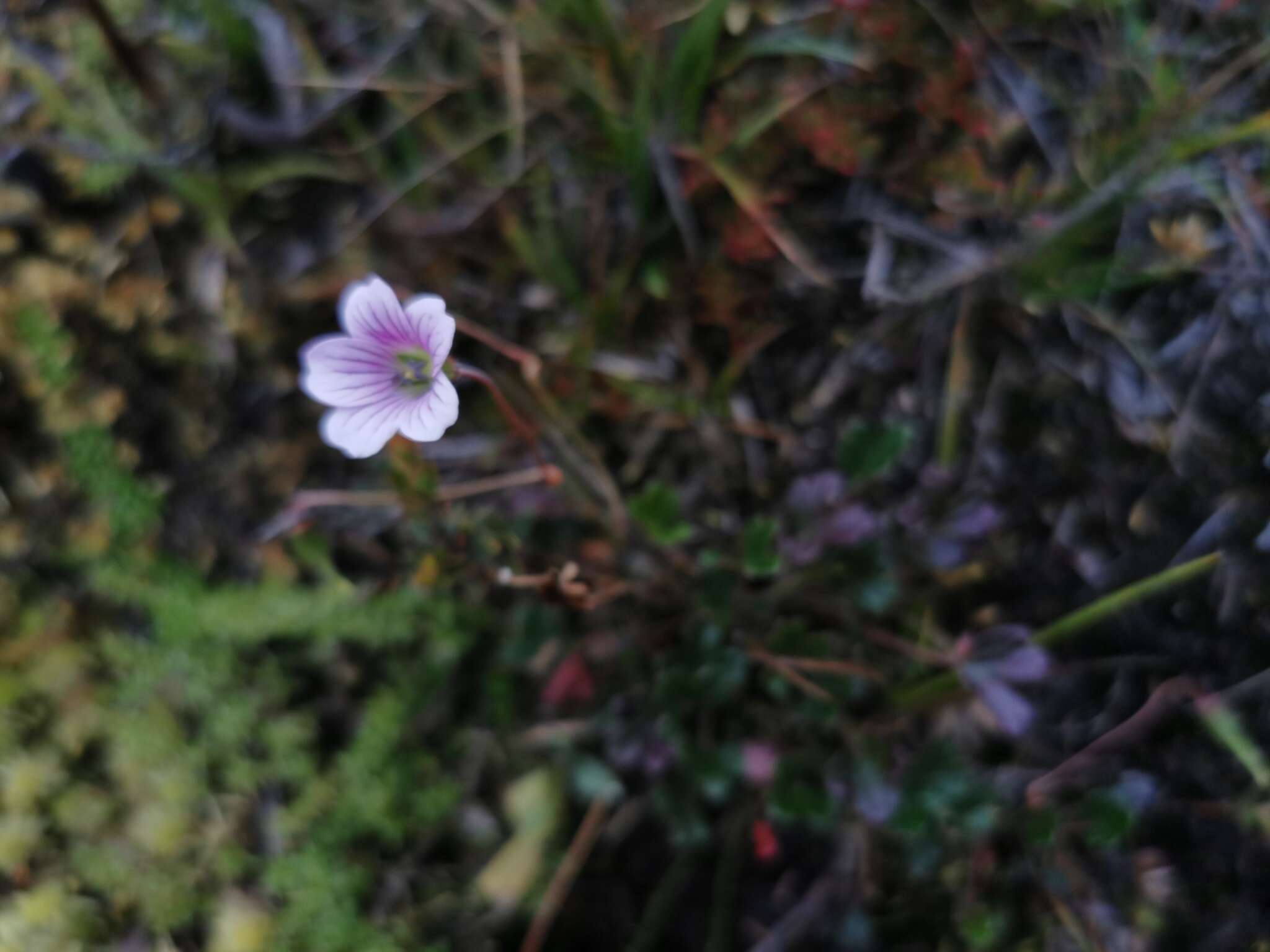 Geranium santanderiense R. Knuth resmi