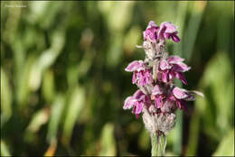 صورة Phlomoides oreophila (Kar. & Kir.) Adylov, Kamelin & Makhm.