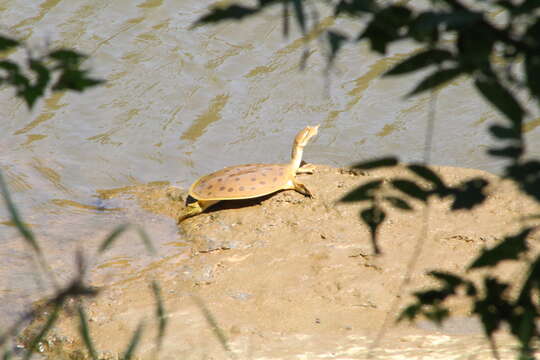 Image of Apalone mutica calvata (Webb 1959)