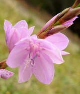 Imagem de Watsonia marginata (L. fil.) Ker Gawl.