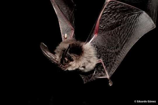 Image of Mexican big-eared bat