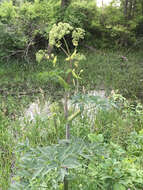 صورة Angelica atropurpurea L.