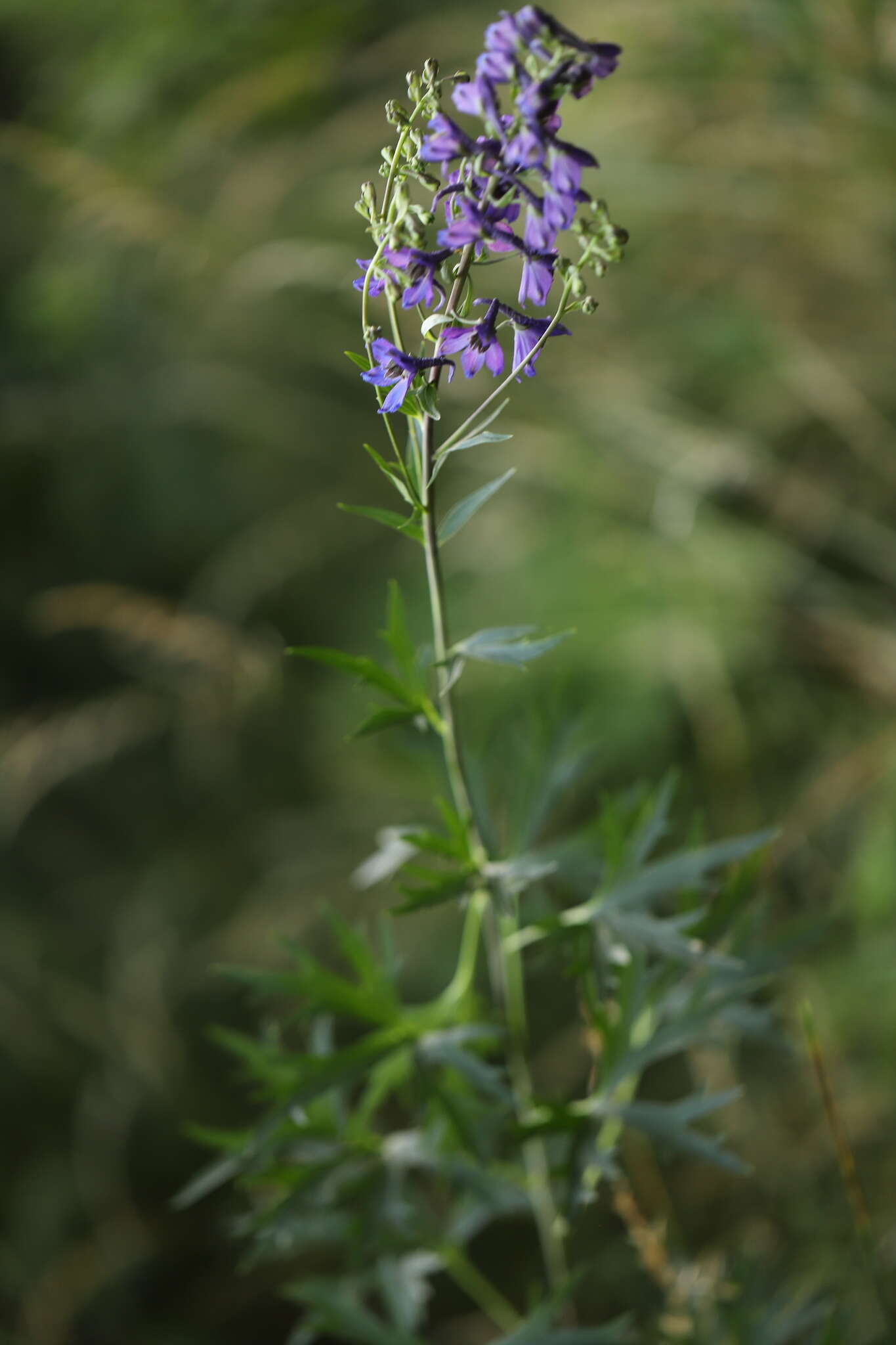 Delphinium cuneatum Stev. ex DC.的圖片