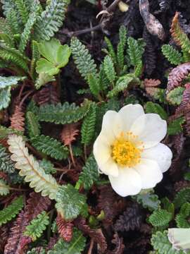 Imagem de Dryas octopetala subsp. alaskensis (A. Pors.) Hult.