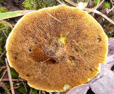 Imagem de Suillus grevillei (Klotzsch) Singer 1945