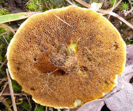 Image of Suillus grevillei (Klotzsch) Singer 1945