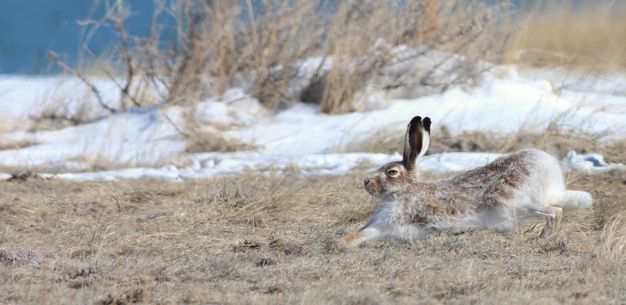 Image of White-tailed Jackrabbit