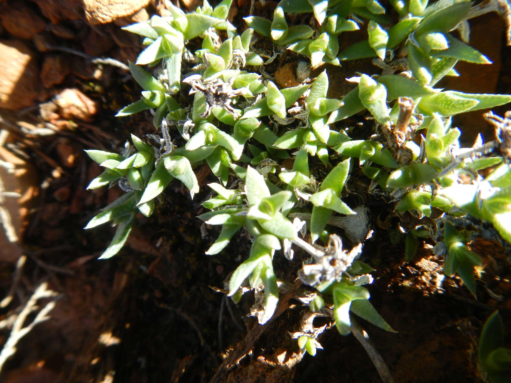 Image of Antimima leipoldtii (L. Bol.) H. E. K. Hartmann