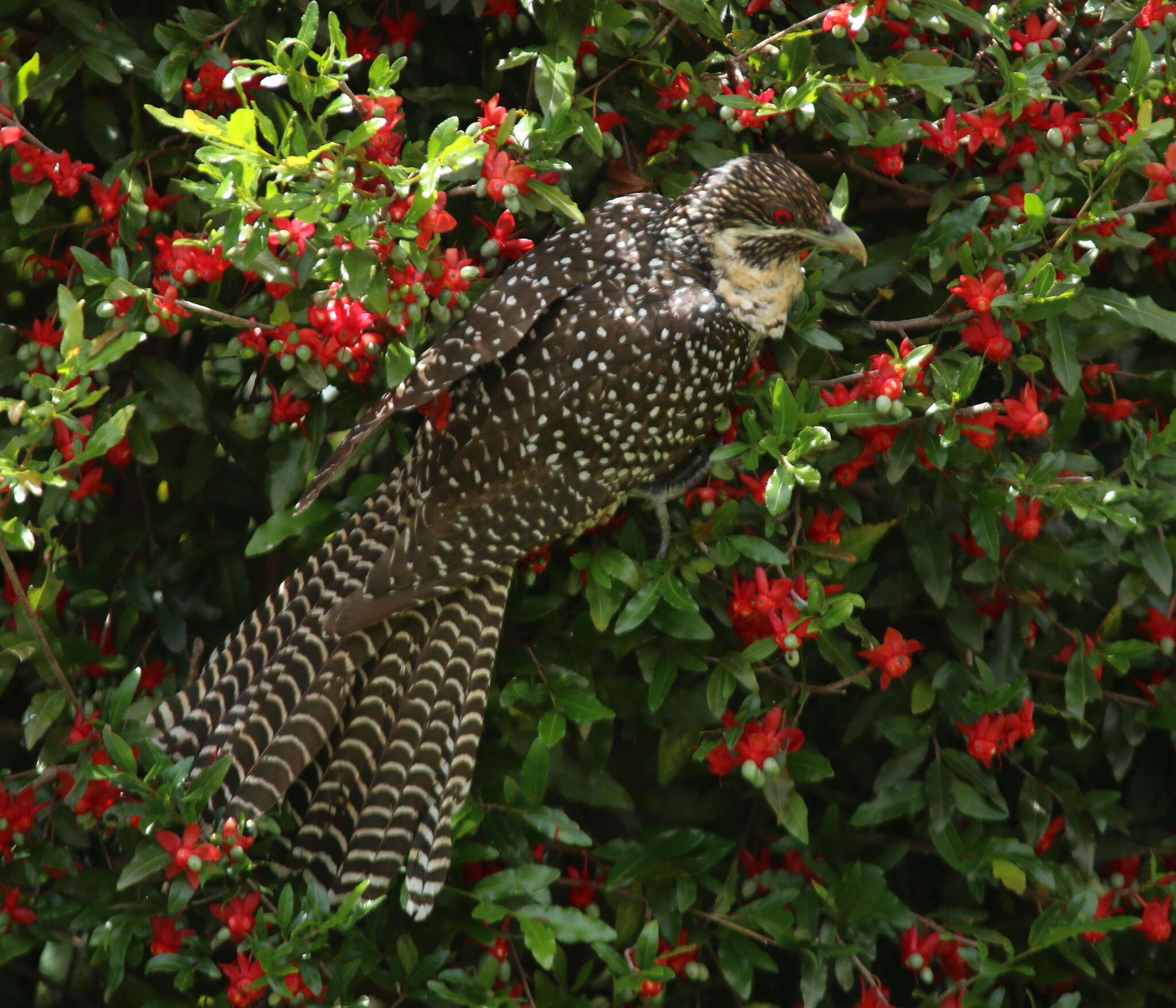 Image of Black-billed Koel