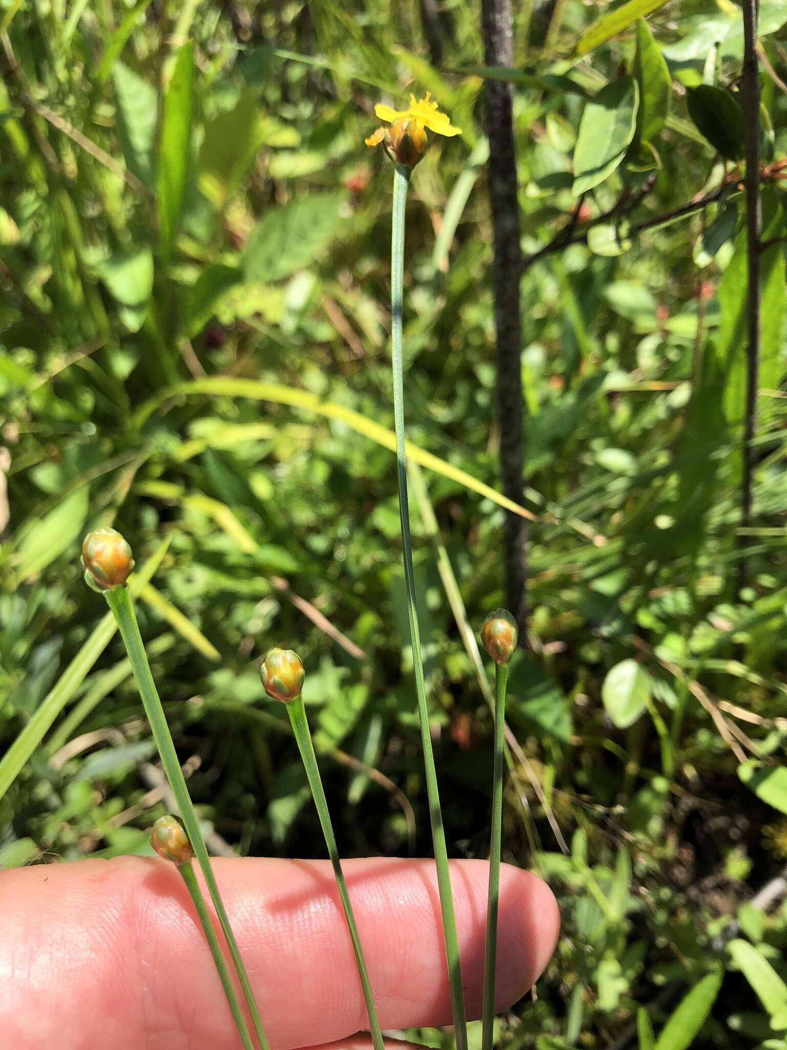 Image of bog yelloweyed grass