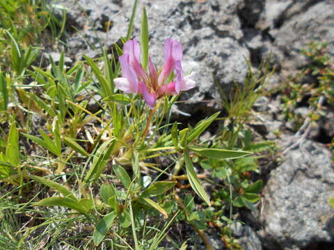 Image of alpine clover