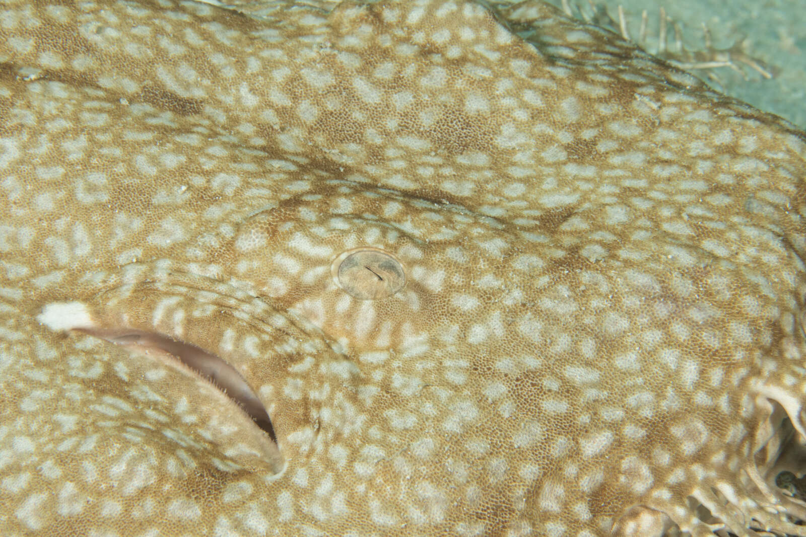 Image of Eucrossorhinus