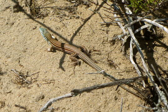 Image of Baja California Whiptail