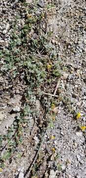 Image de Acmispon decumbens