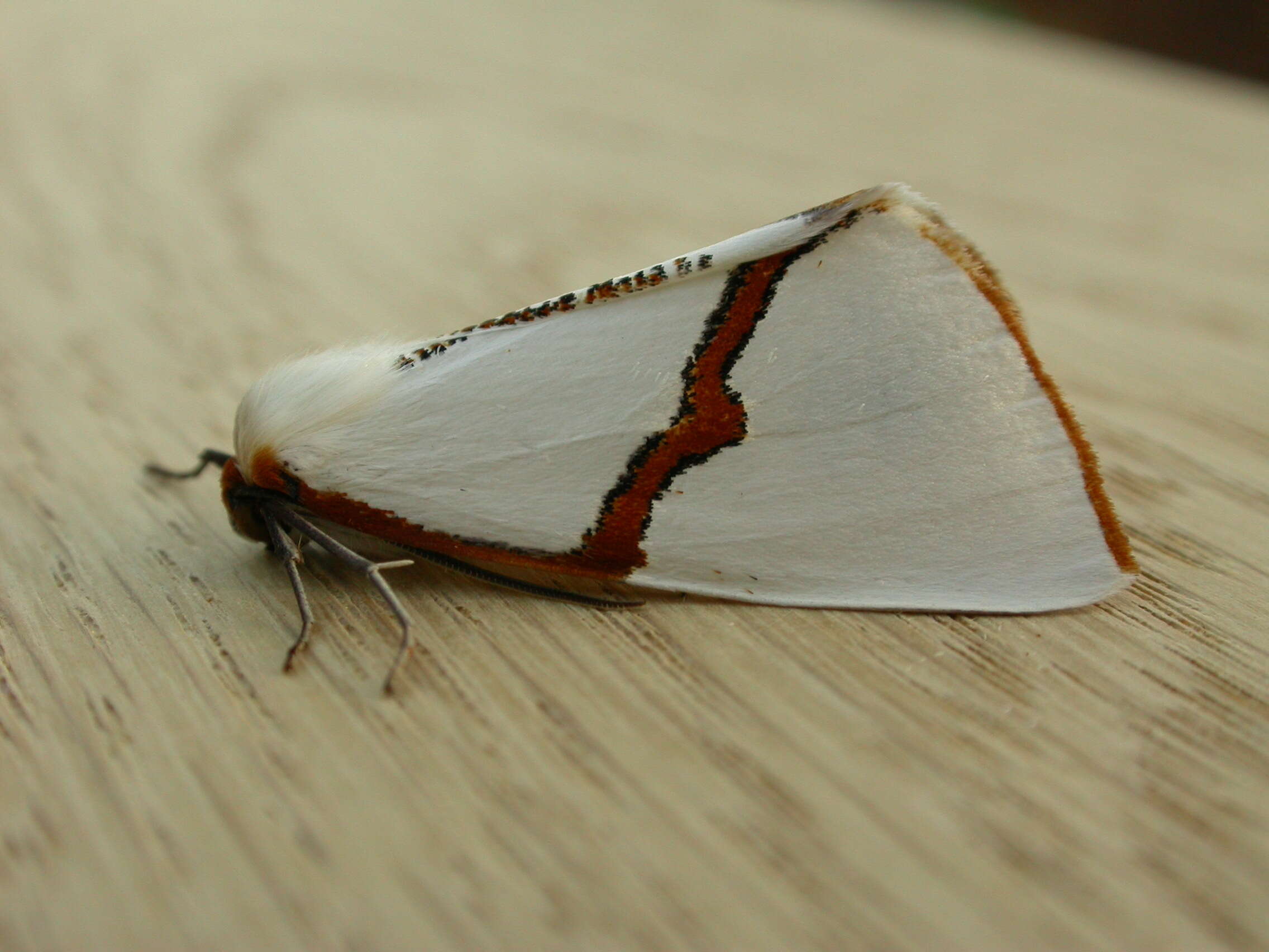 Image of Thalaina selenaea Doubleday 1845