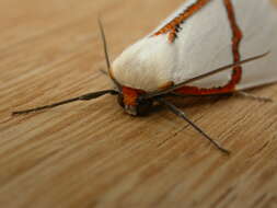 Image of Thalaina selenaea Doubleday 1845