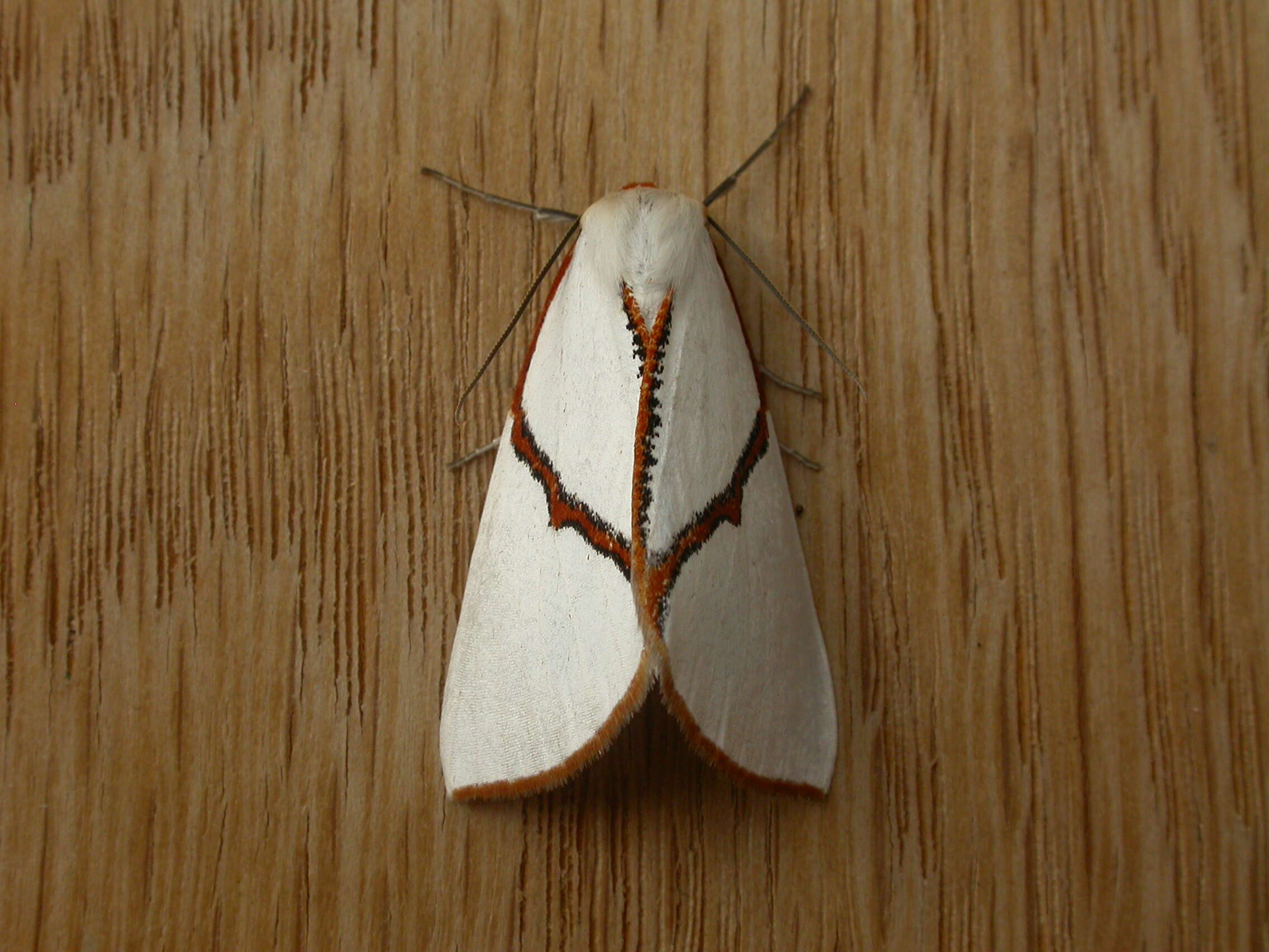 Image of Thalaina selenaea Doubleday 1845