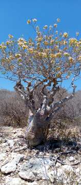 Imagem de Delonix pumila Du Puy, Phillipson & R. Rabev.