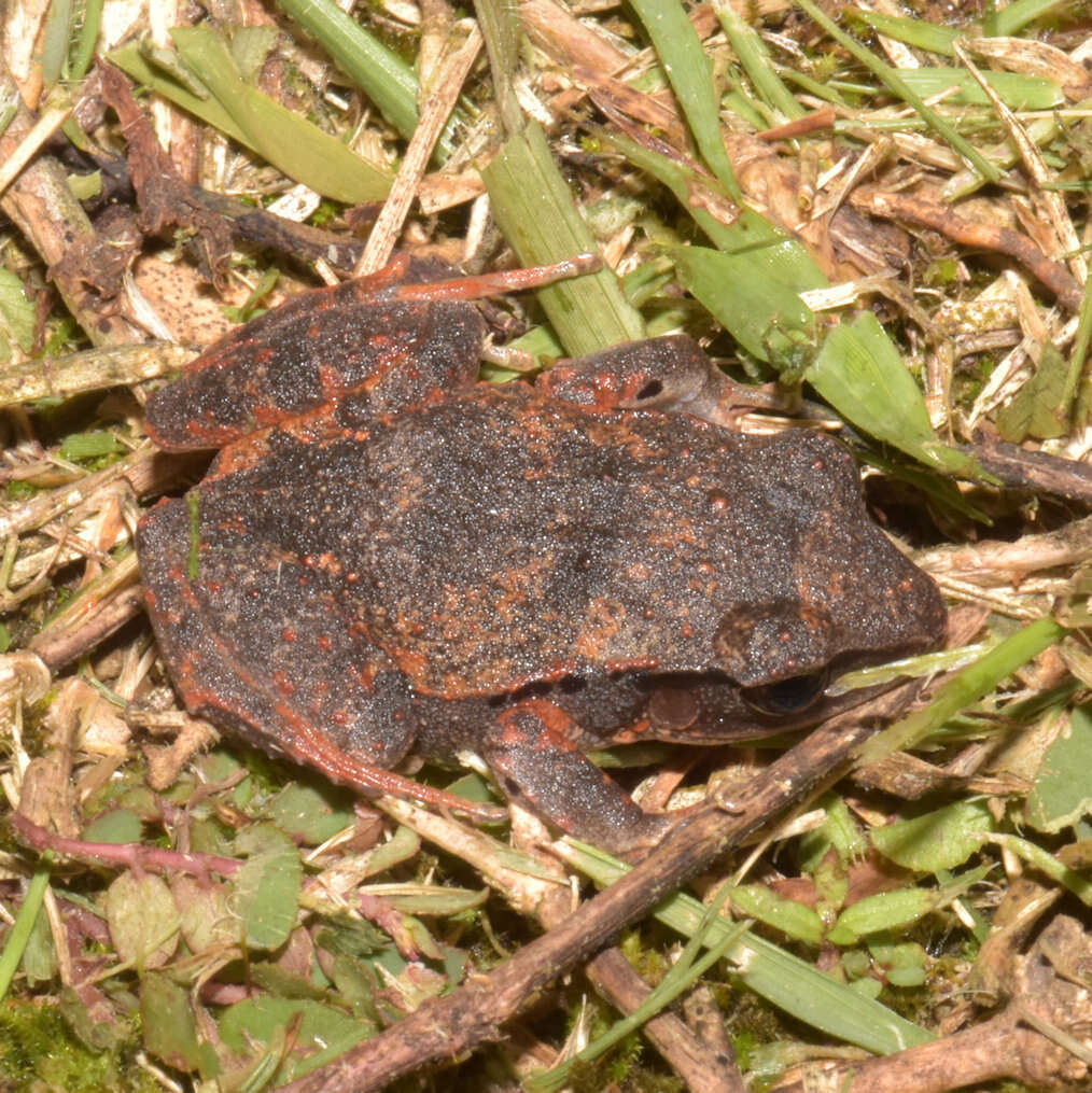 Image of Eleutherodactylus pentasyringos Schwartz & Fowler 1973