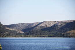 Image of Esox cisalpinus Bianco & Delmastro 2011