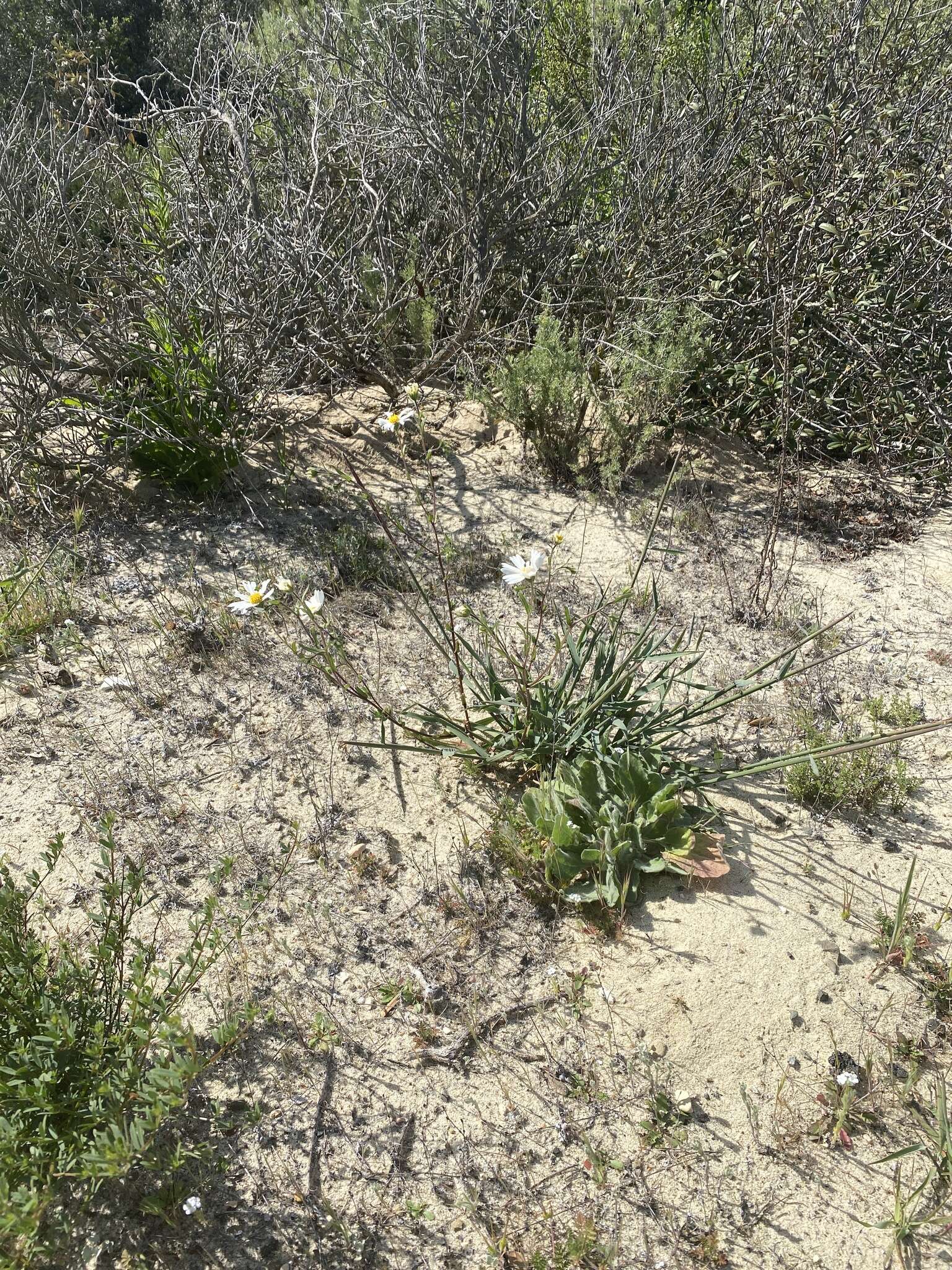 Image of Layia erubescens B. G. Baldwin