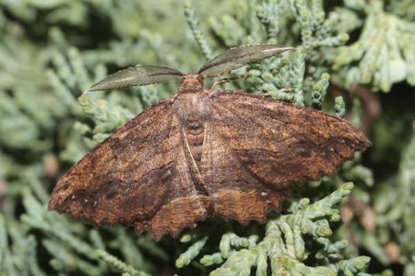 Image of Menophra maderae Bethune-Baker 1891