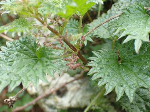 Image of Urtica atrovirens Req. ex Loisel.