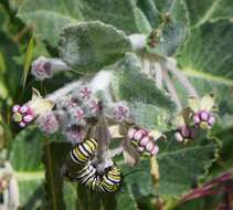 Image of California milkweed