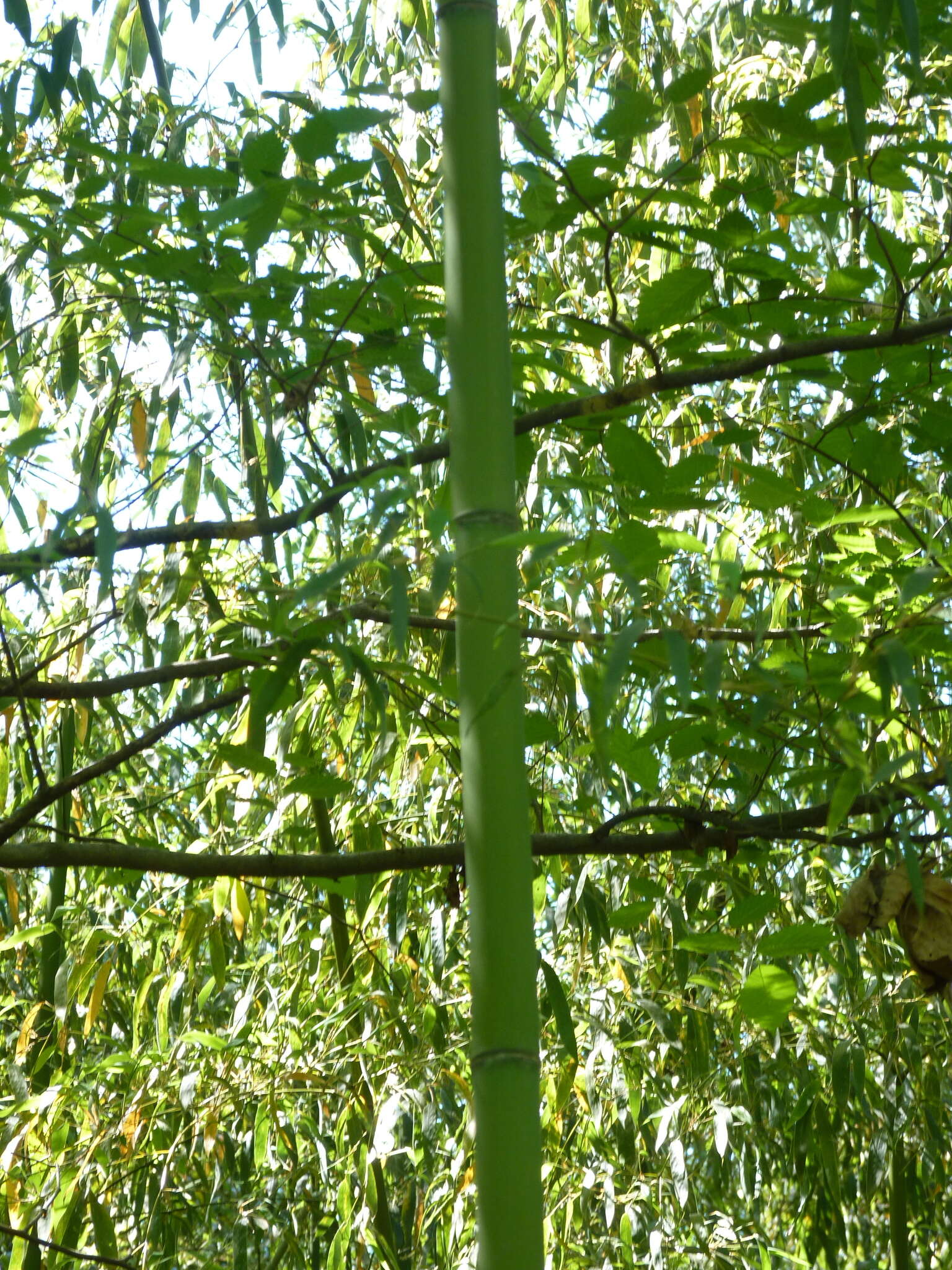 Phyllostachys aurea (André) Rivière & C. Rivière resmi