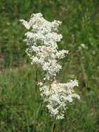 Imagem de Filipendula vulgaris Moench