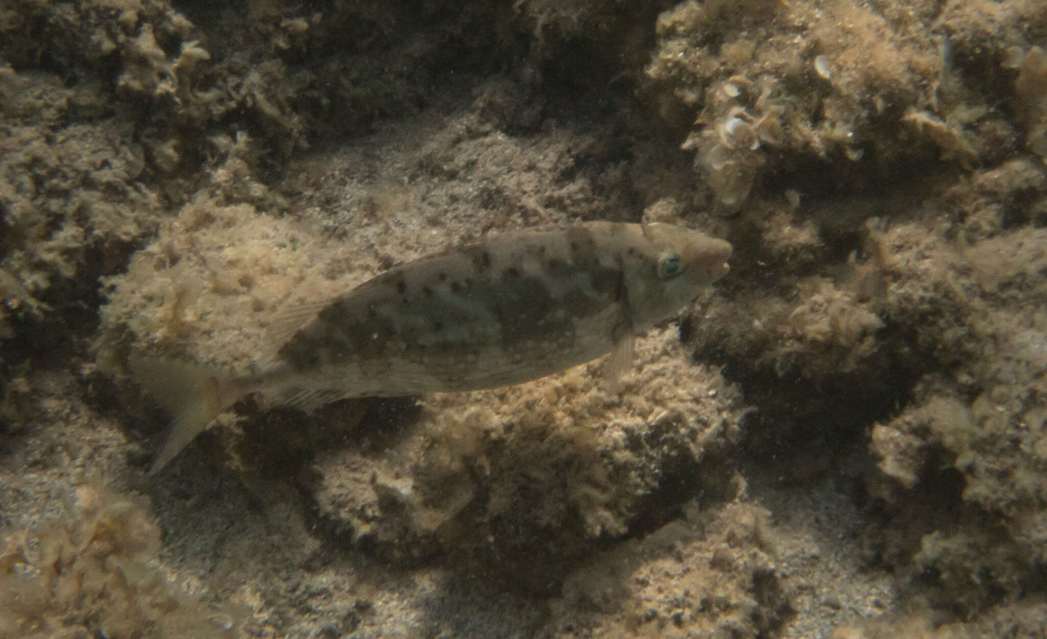 Image of Marbled Spinefoot