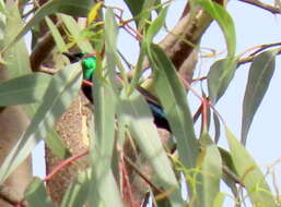 Image of Purple-banded Sunbird