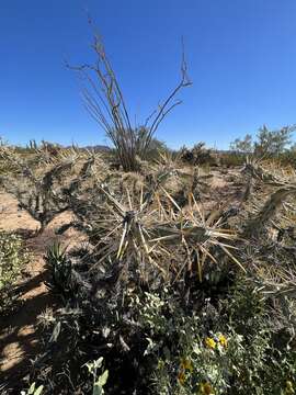 Image de Cylindropuntia molesta (Brandegee) F. M. Knuth