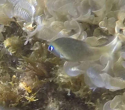 Image of Bright-eye damsel