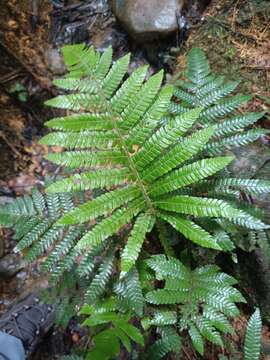 Слика од Steiropteris deltoidea (Sw.) Pic. Serm.