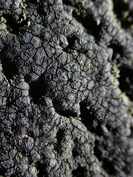 Image of Sea Star Lichen