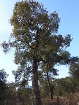 Image of Quercus acutifolia Née