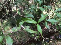 Image of Denhamia celastroides (F. Müll.) L. W. Jessup