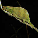 Image of Marshall's African Leaf Chameleon