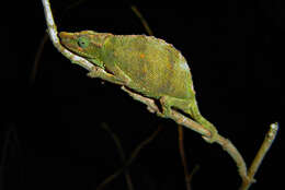 Image of Marshall's African Leaf Chameleon