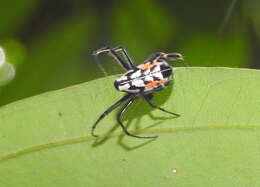 Image of Leucauge fastigata