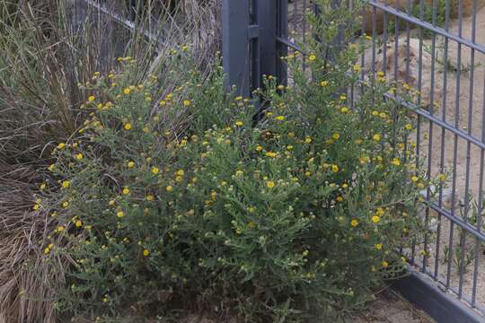 Image of Spanish False Fleabane