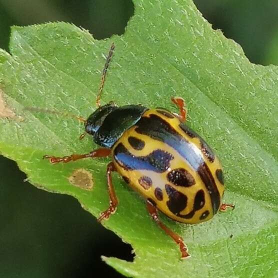 Image of <i>Calligrapha matronalis</i>