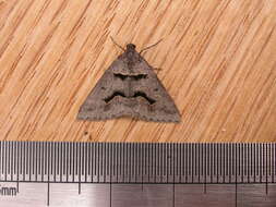 Plancia ëd Dichromodes atrosignata Walker 1861