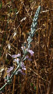 Image of Teucrium creticum L.