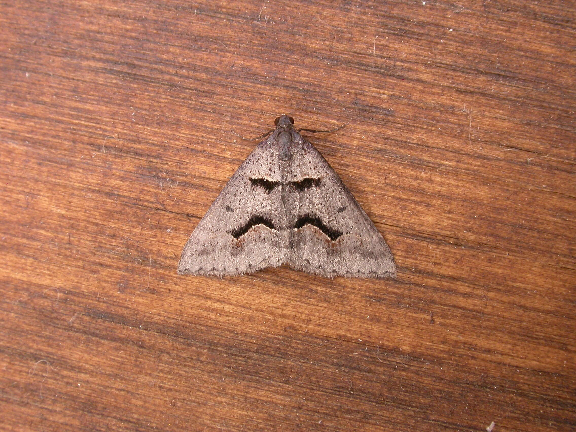 Plancia ëd Dichromodes atrosignata Walker 1861